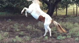 obrázek - Kimberly's Kaballos