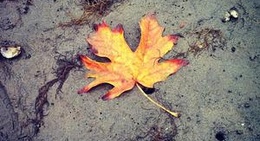 obrázek - Nanoose Bay