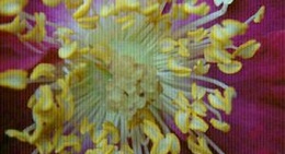 obrázek - Jackey Jackey