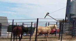 obrázek - North East, PA