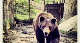 obrázek - Edelweiss, Straja