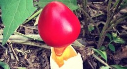 obrázek - 北山公園