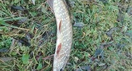 obrázek - Pie Daugavas