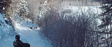 obrázek - Bonaventure