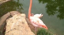 obrázek - Abilene Zoo