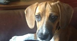 obrázek - Johnston, IA