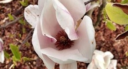 obrázek - Schloss Hoyerswerda