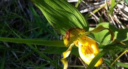 obrázek - Saint Jean Point Nature Preserve