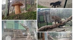 obrázek - Sierra Endangered Cat Haven