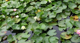 obrázek - 愛宕公園