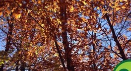 obrázek - Bald Mountain