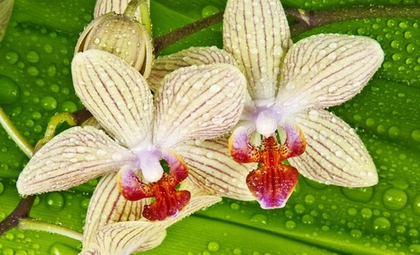obrázek - Celodenní zájezd na výstavu orchidejí