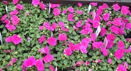 obrázek - Lowe's Home Improvement