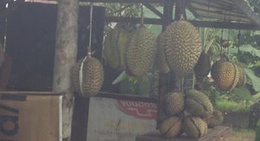 obrázek - Pt. Perkebunan Nusantara IX Banyumas