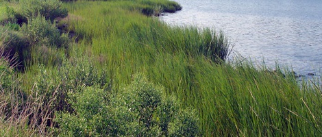 obrázek - North Camellia Acres