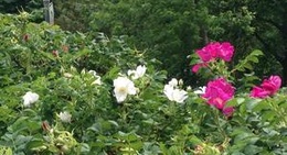 obrázek - Tim Hortons