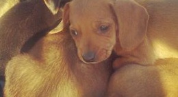 obrázek - Walmart Supercenter