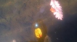 obrázek - Studenecké jazero (Velke kolpašské jazero)