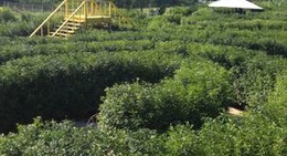 obrázek - Pete Maze (พิชญ์เขาวงกต)