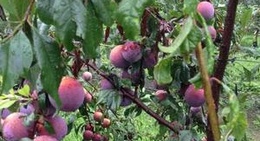 obrázek - Bilpin Apple Picking Farm