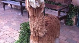 obrázek - Australian Alpaca Centre
