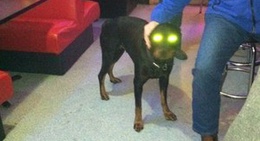 obrázek - Luke's BBQ