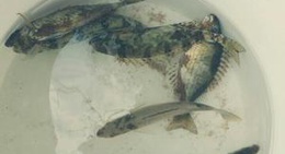 obrázek - Oturak koyu