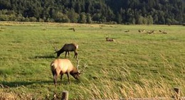 obrázek - Dean Creek Elk Viewing & Rest Area