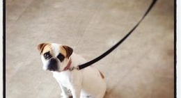 obrázek - Anytime Fitness