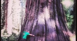 obrázek - Mariposa Grove of Giant Sequoias