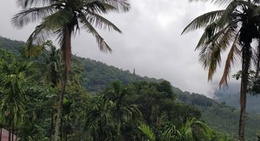 obrázek - Surabhi Plantations