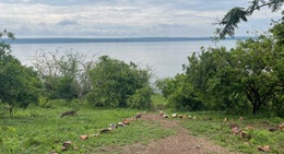 obrázek - Akagera National Park