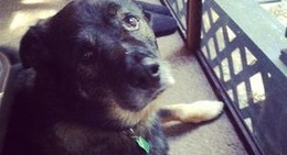 obrázek - Rainbow Woods Campgrounds