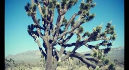 obrázek - Mojave Desert