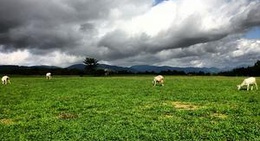 obrázek - 蔵王ハートランド ( 蔵王酪農センター )