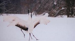 obrázek - 伊藤サンクチュアリ