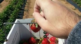 obrázek - Sweet Berry Farm