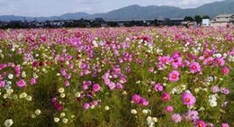 obrázek - 夢コスモス園