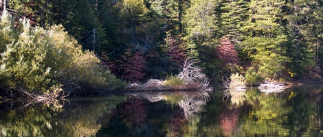 obrázek - Pollock Pines