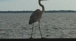 obrázek - Palafox Pier