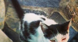 obrázek - Μέριχας (Merichas)