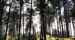 obrázek - Tentsmuir Woods