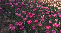 obrázek - 锦屏公园