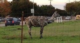 obrázek - Llamas At Custer And Park