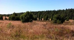 obrázek - Lüneburger Heide