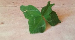 obrázek - Ciechanów