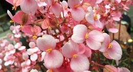 obrázek - จุดชมวิวทะเลหมอก อช.ถ้ำสะเกิน