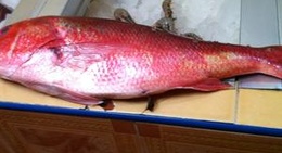 obrázek - Cira La Morena I