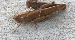 obrázek - Paoina River Park