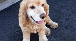 obrázek - Saint-Honoré